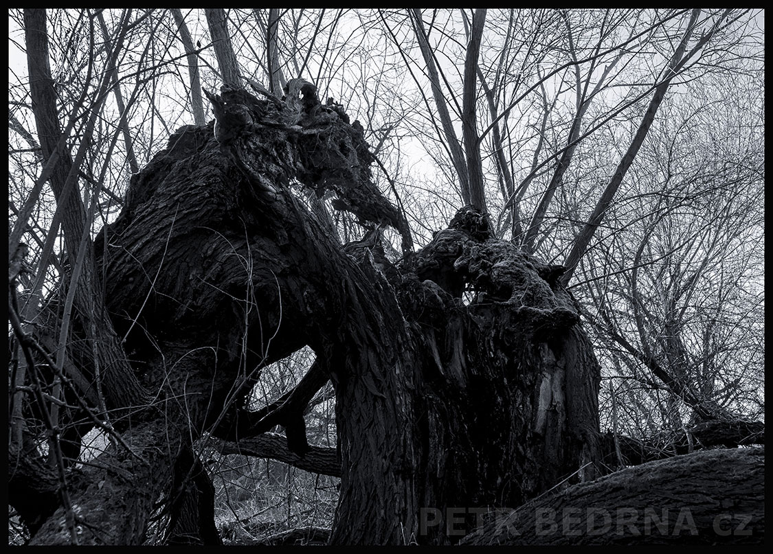 Strom mrchožrout se sklání nad řvoucím miminkem, Lidice, Kladno, krása, okolí, les, příroda, podoba, Česko