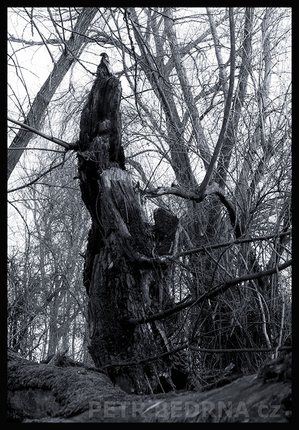 Strom Myšák Plyšák žadoní, Hřebeč, Kladno, krása, okolí, les, příroda, stromy, zábava, podoba, Česko