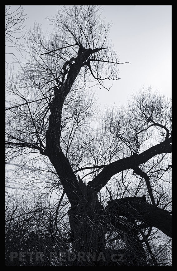 Strom opička horolezec akrobat, Lidice, Kladno, krása, okolí, les, příroda, stromy, figuríny, podoba, Česko