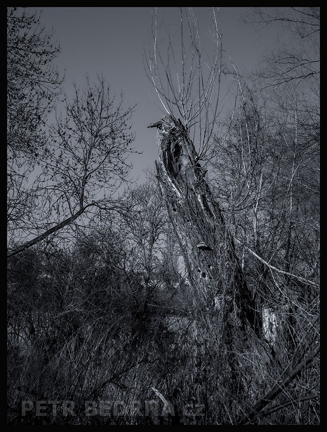 Strom páv obří, Lidice, Kladno, krása, okolí, les, příroda, stromy, zábava, figuríny, podoba, Česko