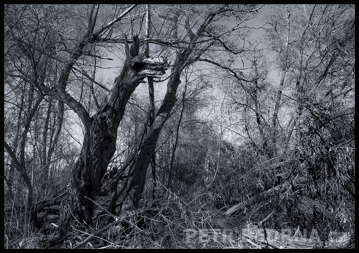 Strom pes s dračí hlavou, Makotřasy, Lidice, Kladno, krása, okolí, les, příroda, stromy, podoba, Česko