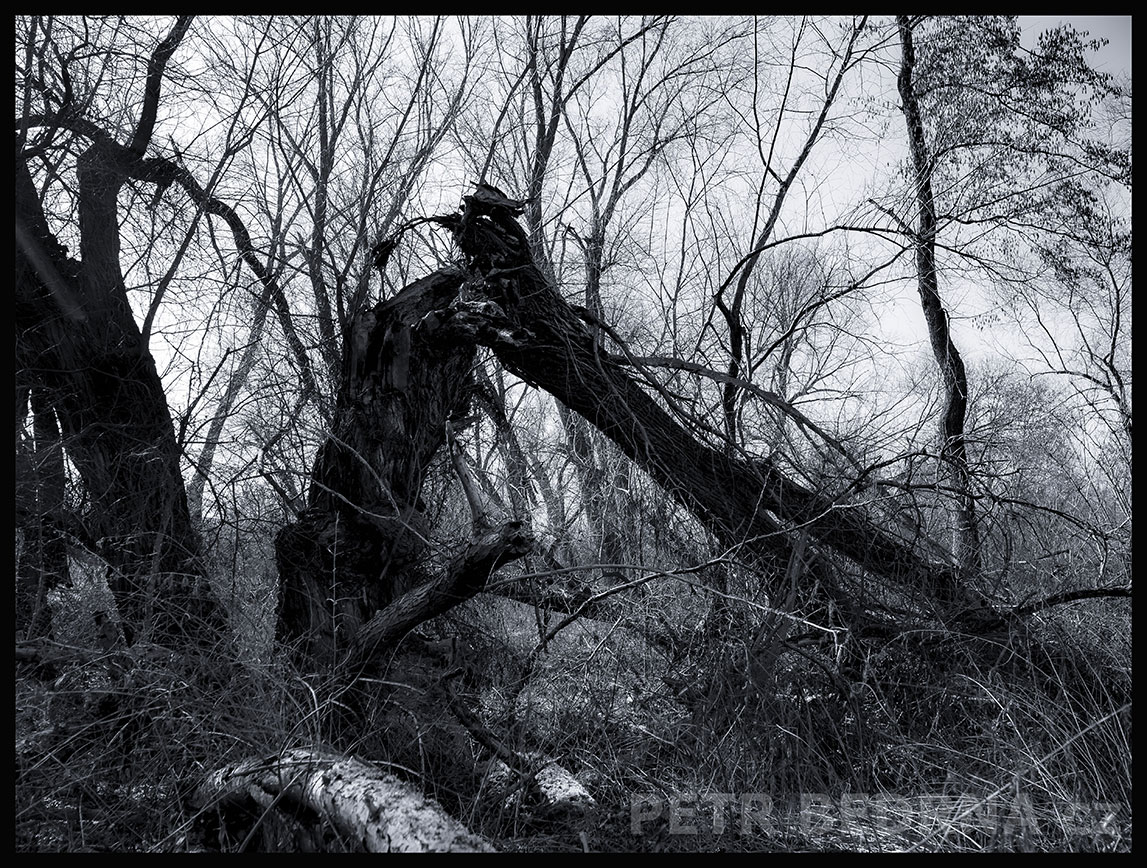 Strom podivné zvíře s kloboučkem, Lidice, Kladno, krása, okolí, les, příroda, stromy, figuríny, podoba, Česko