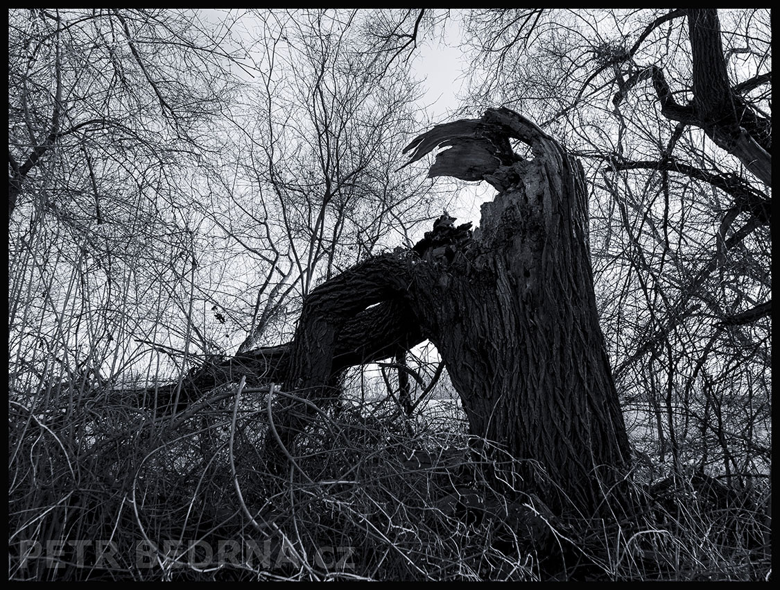 Strom pták Ohnivák o kuřátka pečující, Lidice, Kladno, krása, okolí, les, příroda, stromy, podoba, Česko