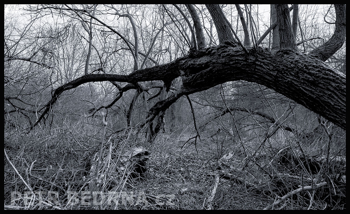 Strom roháč obecný - stegosaurus lesní, Hřebeč, Kladno, krása, okolí, les, příroda, stromy, figuríny, podoba, Česko