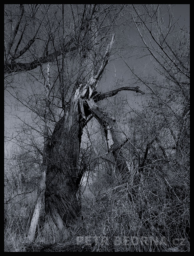 Strom rozesmátý klaun, Makotřasy, Lidice, Kladno, krása, okolí, les, příroda, figuríny, stromy, podoba, Česko