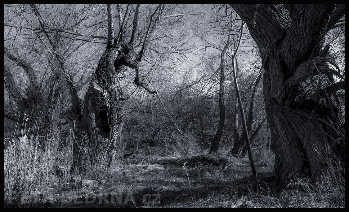 Strom smějící se bestie, Makotřasy, Lidice, Kladno, krása, okolí, les, příroda, stromy, zábava, podoba, Česko