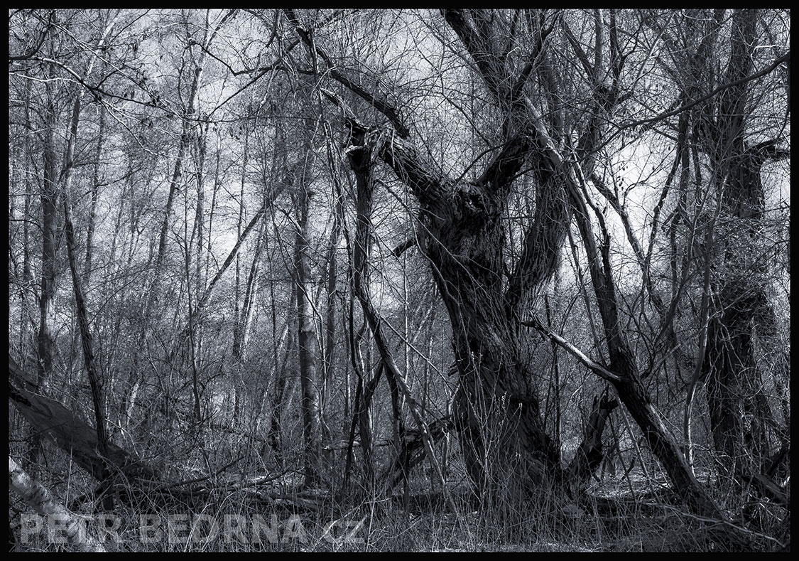 Strom šťastný blázen, Makotřasy, Lidice, Kladno, krása, okolí, les, příroda, stromy, zábava, podoba, Česko