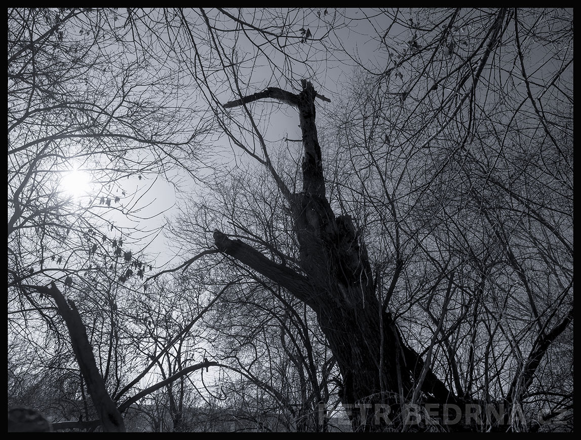 Strom světlu vstříc, Lidice, Kladno, krása, okolí, les, příroda, zábava, figuríny, stromy, podoba, Česko