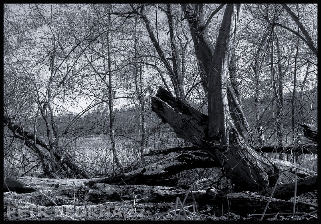 Strom větroplach roztahuje křídla, Makotřasy, Lidice, Kladno, krása, okolí, les, příroda, figuríny, stromy, podoba, Česko