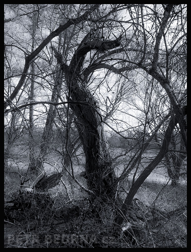 Strom volavka, Makotřasy, Lidice, Kladno, krása, okolí, les, příroda, zábava, figuríny, stromy, podoba, Česko