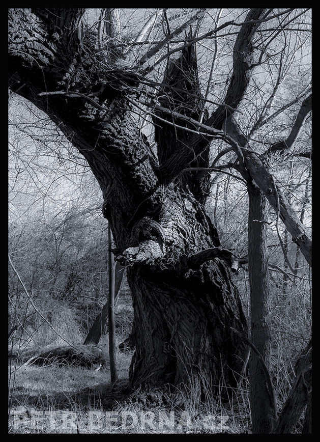 Strom vrbová bachyně, Makotřasy, Lidice, Kladno, krása, okolí, les, příroda, stromy, zábava, podoba, Česko