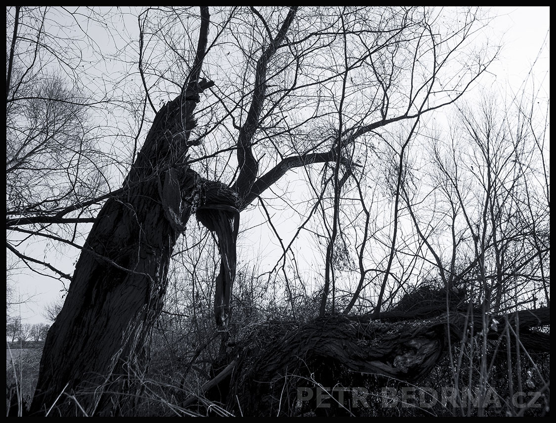 Strom zbloudilý brouk Franze K., Lidice, Kladno, krása, okolí, Franz Kafka, příroda, stromy, podoba, Česko