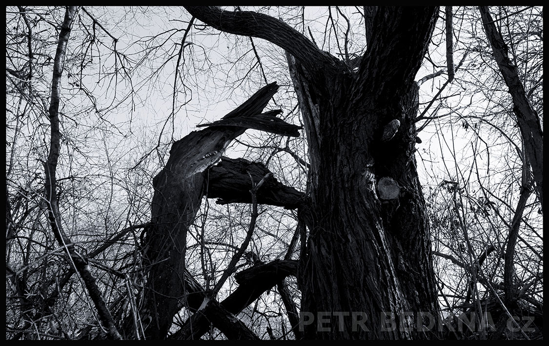 Strom - žralok zuby má jak nože, Lidice, Kladno, krása, okolí, les, příroda, stromy, podoba, Česko