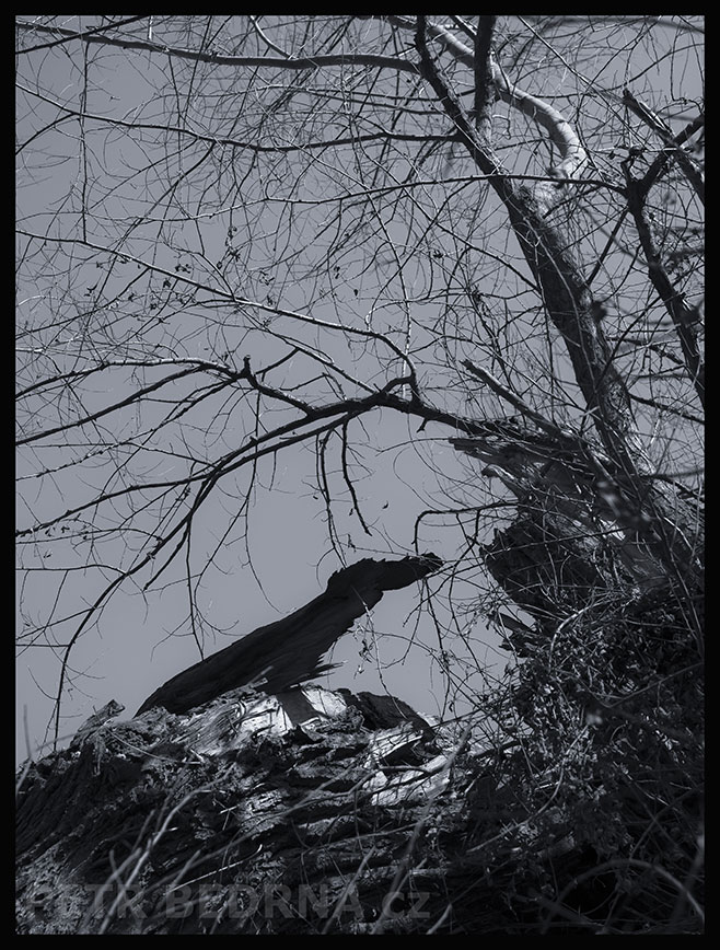 Strom zvědavý jezevec, Lidice, Kladno, krása, okolí, les, příroda, stromy, zábava, podoba, Česko