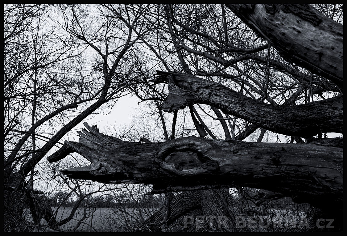 Stromy - dva psi honiči, Hřebeč, Kladno, krása, okolí, les, příroda, stromy, zábava, podoba, Česko