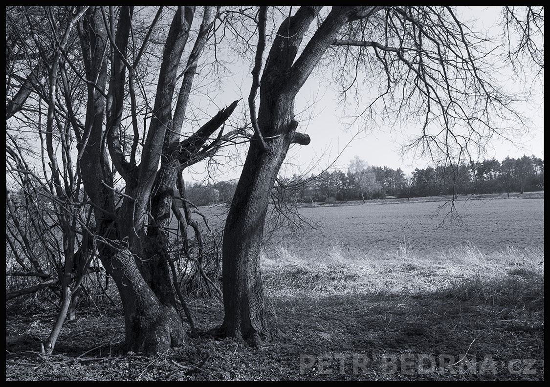Stromy jdou na pole, Makotřasy, Lidice, Kladno, krása, okolí, les, příroda, zábava, stromy, podoba, Česko