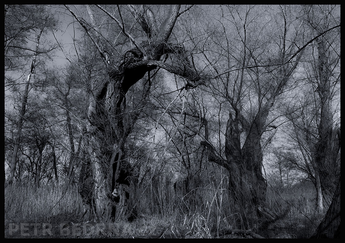 Stromy kobra velká a krteček malý, Makotřasy, Lidice, Kladno, krása, okolí, les, stromy, podoba, Česko