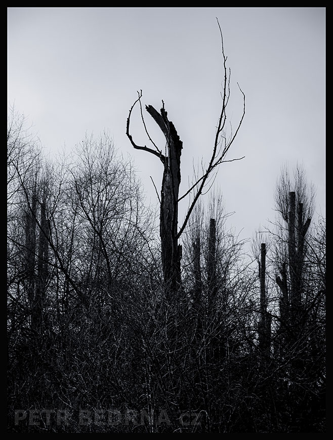 Stromy - sám mezi sloupy, Lidice, Kladno, krása, okolí, strom, les, příroda, zábava, figuríny, podoba, Česko