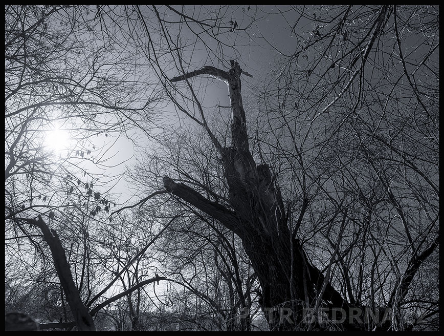 Světlu vstříc, Lidice, Kladno, strom, les, příroda, stromy, zábava, figuríny, podivnosti, Česko