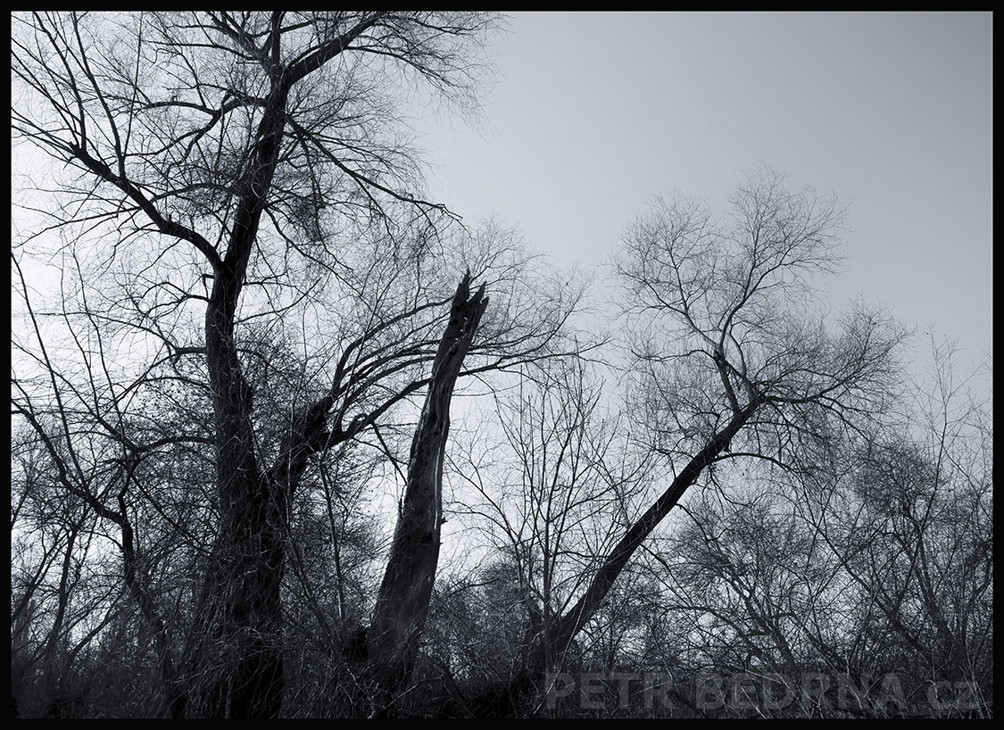 Tři králové rozeklaní, Lidice, Kladno, krása, okolí, strom, les, příroda, stromy, zábava, podoba, Česko