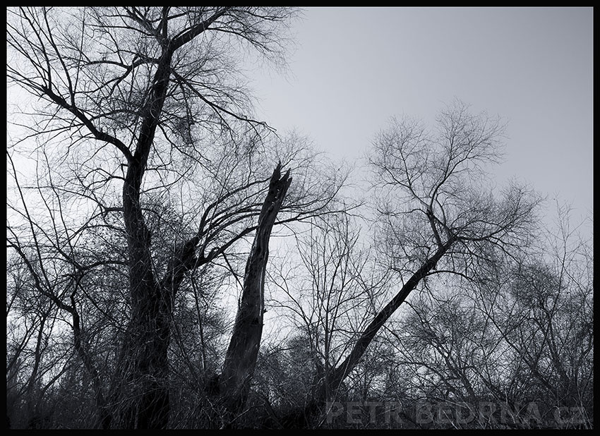 Tři králové rozeklaní, Lidice, Kladno, strom, les, příroda, stromy, zábava, figuríny, podivnosti, Česko