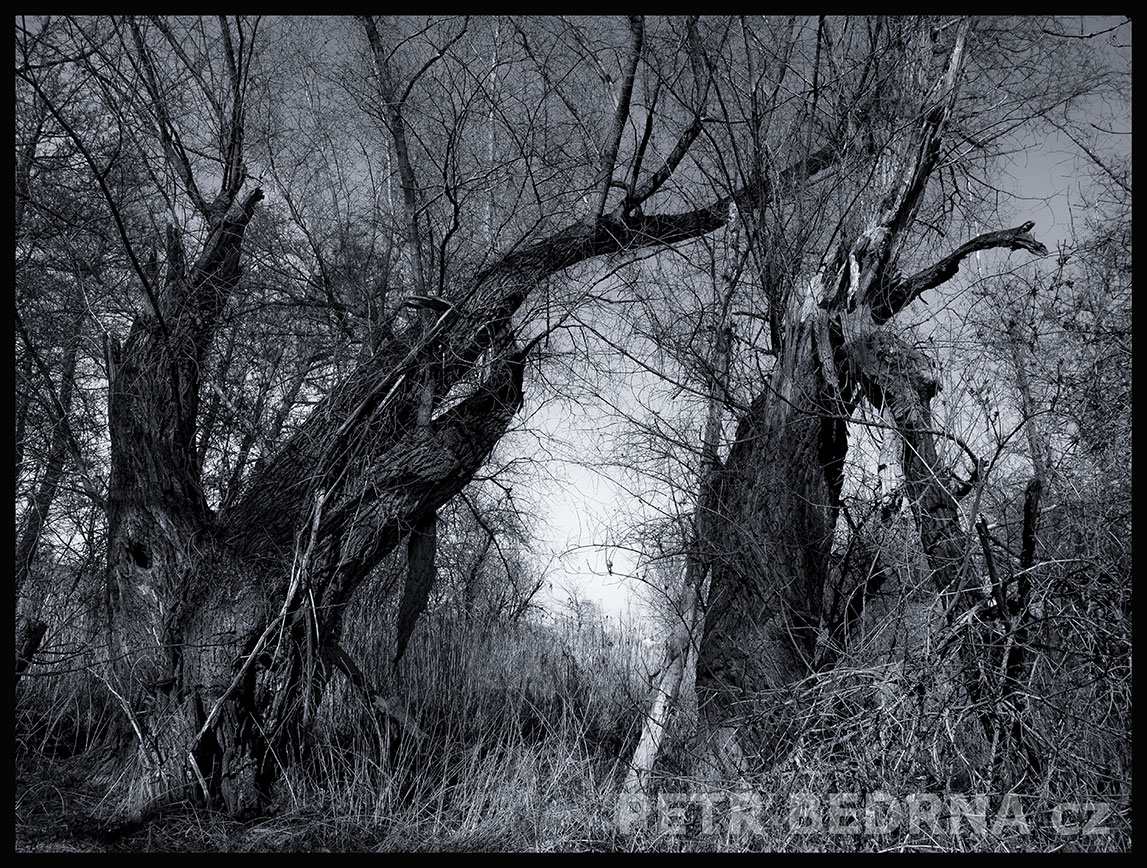 Žraločí strom útočí, Makotřasy, Lidice, Kladno, krása, okolí, les, příroda, zábava, figuríny, stromy, podoba, Česko