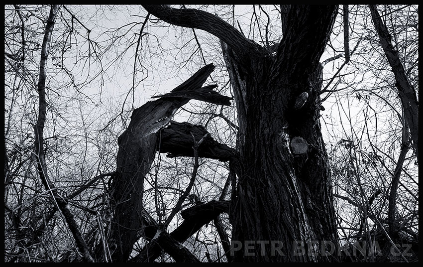 Žralok zoubky má jak nože, Lidice, Kladno, strom, les, příroda, stromy, zábava, figuríny, podivnosti, Česko